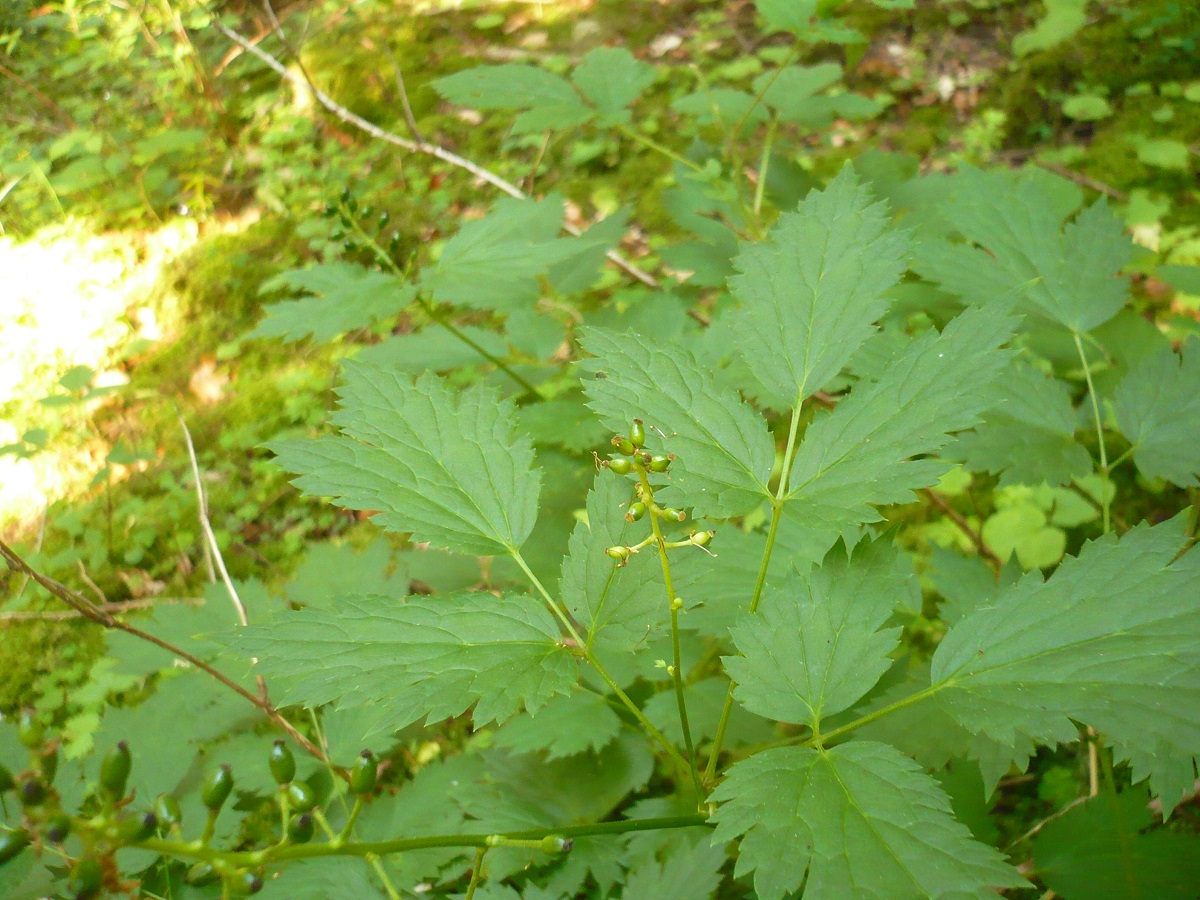 Actaea spicata (Ranunculaceae)